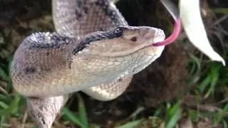 The Bushmaster-Feared and Deadly