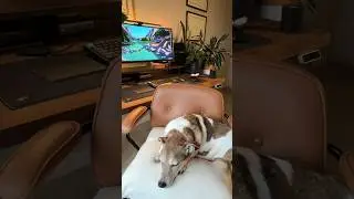 Desk Setup 2024 (Featuring Gromit 🐶) #desksetup #2024 #officespace #jackrussellterrier
