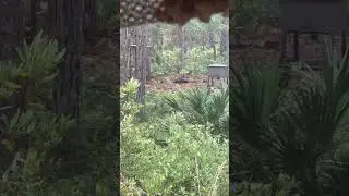 Big Hog Hits the ground #hog #hoghunt #hoghunting #boarhunting #selffilmed #hog #floridahunting