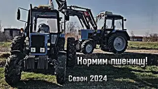 Вносим аммиачную селитру, МТЗ 82.1 на спарке.