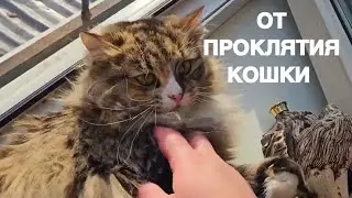 ОТ ПРОКЛЯТИЯ КОШКИ…ОТМОЛИТЬ СЕБЯ…ДЛЯ ВСЕХ…