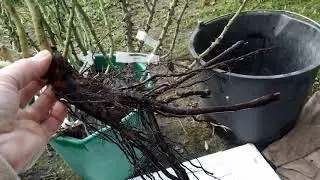 🌹Посылка из питомника РОЗАФЛОРА. 2часть.