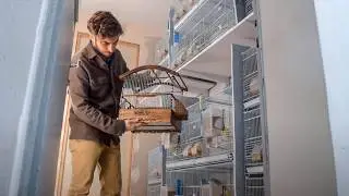 Celebrating 200k Subs With a Wooden Cage Giveaway - Join the Canary Community!