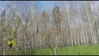шелкопряд-бедствие Сибири