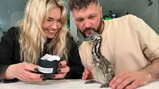 ZIP FM stručių kiaušiniams - KK2 dėmesys