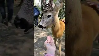 Кормим и гладим Рогатика❤ 
