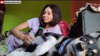 My Dog Shinchan Is Happy To Have His Belly Rubbed He Is Happy When His Belly Is Rubbed