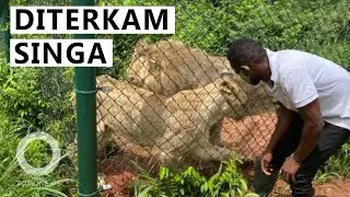 Nekat Masuk Kandang Niat Curi 2 Anak Singa, Pria Tewas Diterkam