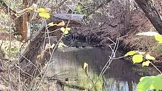 яскравий жовтень