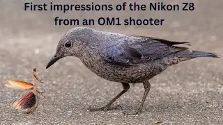 First impressions of the Nikon Z8 from an OM1 shooter. Will it become my main camera?