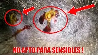 AWESOME WORMS !! FOUND IN THE BODY OF A DOG (Not suitable for SENSITIVES)