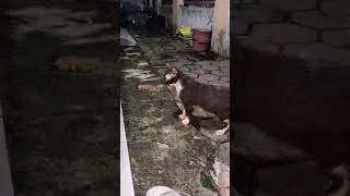 Sj keling. #shorts  #cat #catlover #catcat #sayangikucing #pedulikucing #kitten