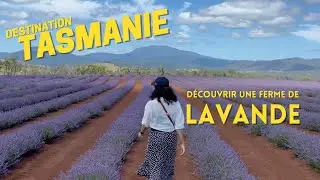 Vlog 