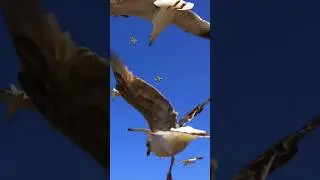 Seagull Sounds