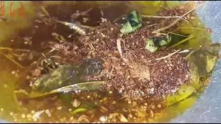 wonogiri chicken noodle oil recipe