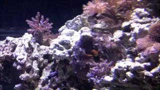 Cephalopods documentary