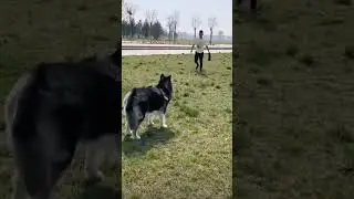 #животные