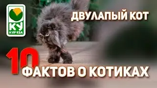 10 ФАКТОВ О КОТИКАХ