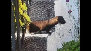 Is This A Weasel In Burnaby
