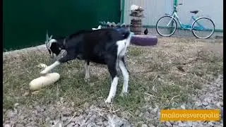 🐏Козлик Бяша ужинает!😋