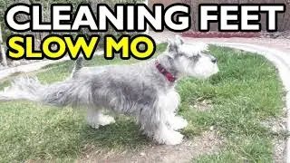 Miniature Schnauzer CLEANING HIS FEET in Slow Motion