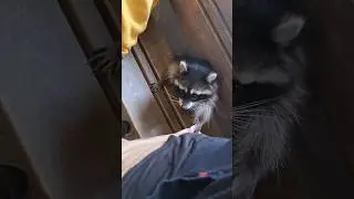 Нашествие Енотов!