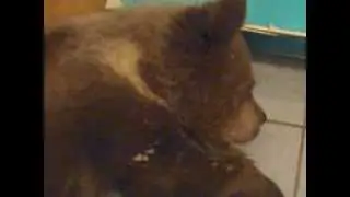 Целый день был занят и приехал к Сене вечером - Сеня скучает