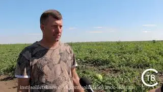 Арбузные поля