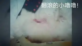 家寵♥之“怎麼辦”才好（第一篇）