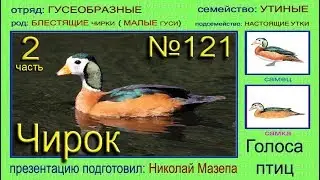 Чирок. Часть 2. Голоса птиц