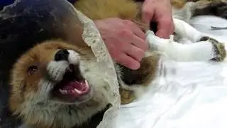 Патрикеевна