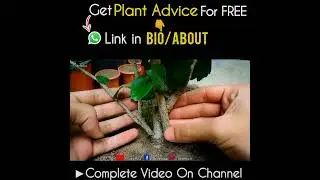 What is Pruning? & Why it's done?