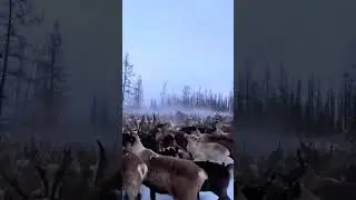 Стадо оленей тяжело перегонять в лесу когда глубокий снег. 