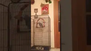 Попугай ругается матом!)