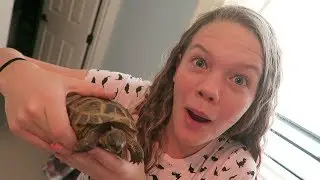 🐢 My New Pet Tortoise!! 🐢 // SierraCreates