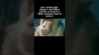Мем с обезьяной 