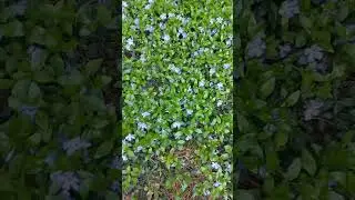 Такая чудная весна 💛💚💜