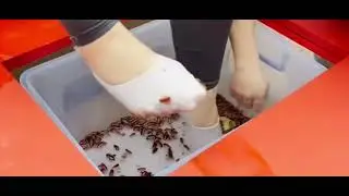 Turkishgirl