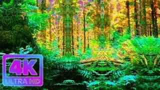 magic mushroom trip simulation (best Wales trip video visuals, part 2, 4K)