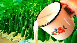 I watered the cucumbers with this and 50 buckets of cucumbers grew overnight, you will collect the