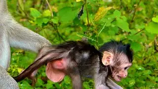activities Baby Wild Monkey | Mommy Teaching Baby Monkey Walk