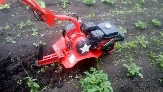 Прополка и первое окучивание.