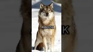 Безумно можно быть первым Ааауф