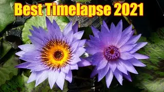 Best Waterlilies Timelapse