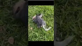 Amazing pets and friends! - Funniest Cats And Dogs Videos 😺😍#shortsfeed #funny #catlaughs