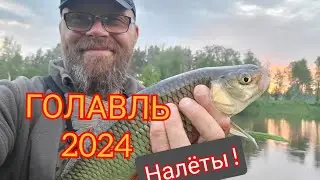Голавль 2024