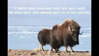 5 Animal Adaptations