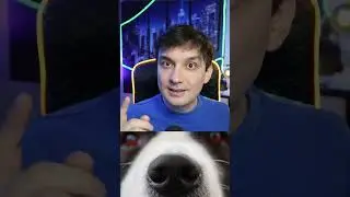 Собаки