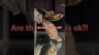 Petco turtles!!!!! #pets