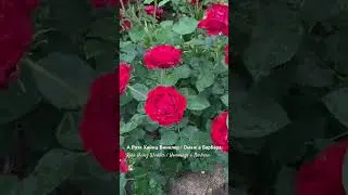 Омаж а Барбара